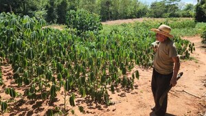 Concepción: Agricultor cultiva con adversidades, pero feliz