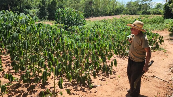Concepción: Agricultor cultiva con adversidades, pero feliz