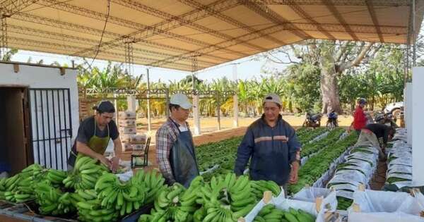 La Nación / FAO destaca propuestas de inversiones de Paraguay en sectores estratégicos