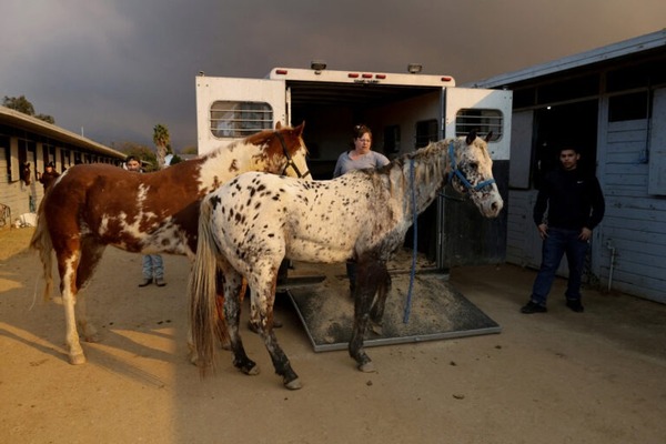Rescatan a más de 400 animales de las llamas en Los Ángeles - ADN Digital