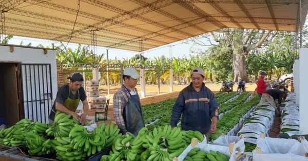 La Nación / FAO destaca propuestas en sectores estratégicos