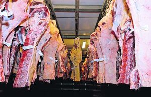 Australia: exportación de carne vacuna fue récord en 2024