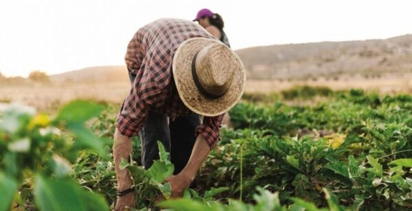 Perspectivas claves para el sector agroproductivo en este 2025