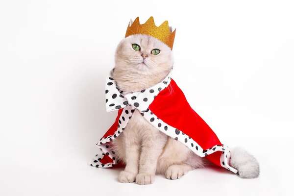Día Mundial de Vestir a tu Mascota: cuándo es y por qué se celebra - Mascotas - ABC Color