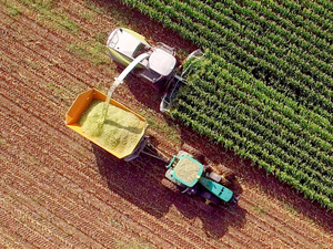 Sequía en el campo: alerta por soja