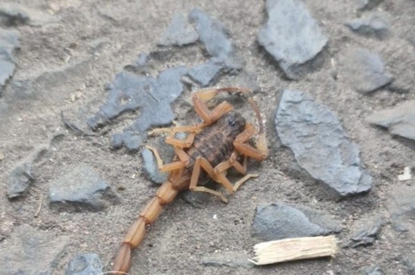 Piden extremar cuidados ante aparición de alacranes por intenso calor - Unicanal