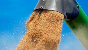 Exportaciones de trigo aumentaron 121% según reporte de comercio exterior - .::Agencia IP::.