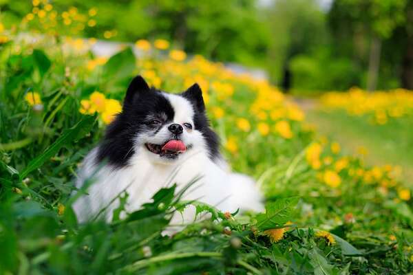 Aunque diminuto en tamaño, el perro toy de raza Pomerania tiene mucho que ofrecer - Mascotas - ABC Color