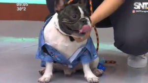 ¿Es conveniente vestir o disfrazar a las mascotas? Consejos de una experta - SNT