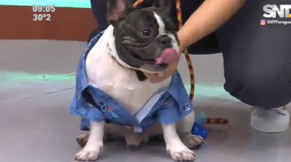 ¿Es conveniente vestir o disfrazar a las mascotas? Consejos de una experta - SNT