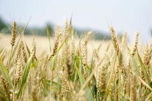 Exportaciones de trigo aumentaron 121% en 2024, según informe del BCP - El Trueno
