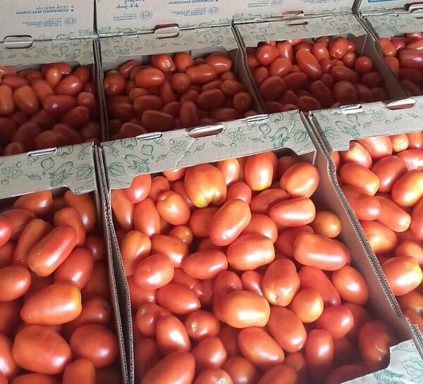 El MAG implementa un plan piloto para garantizar abastecimiento del tomate • PARAGUAY TV