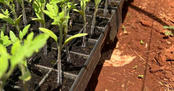 La Nación / El MAG arrancó plan piloto para cultivar tomates todo el año