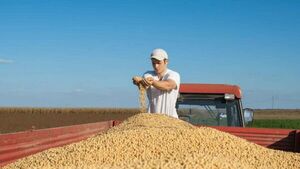 Complejo sojero cayó 13% en ingresos pese a exportar 1,2 millones de toneladas más en 2024 | Agronegocios | 5Días