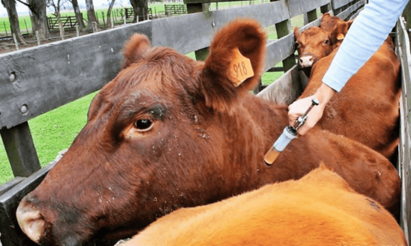 Prohíben importación de productos animales procedentes de Alemania por caso de fiebre aftosa