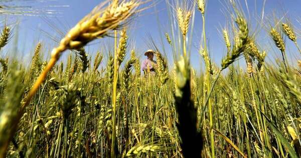 La Nación / Paraguay exportó 546.000 toneladas de trigo en 2024, más del doble que el año anterior