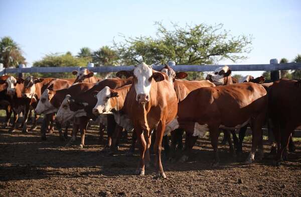 SIAP: Reciben caravanas para identificación animal - Economía - ABC Color