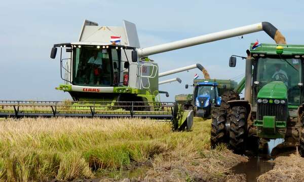 Proyectan mejor rendimiento y nuevos mercados para el arroz - Economía - ABC Color