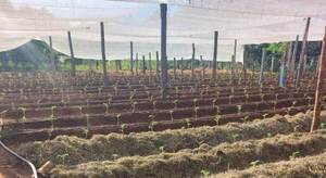 Plan Piloto de Producción del Tomate demuestra una exitosa primera fase