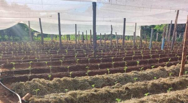 Plan Piloto de Producción del Tomate demuestra una exitosa primera fase