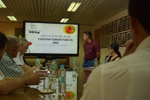 Proyectan producción de tomate para abordar parte del programa «Hambre Cero»
