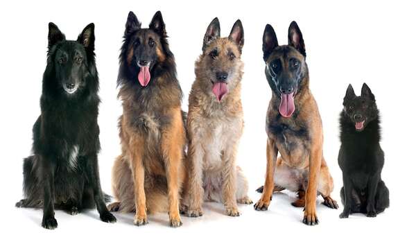Pastor alemán, pastor belga y malinois: similitudes y diferencias entre estas razas de perro - Mascotas - ABC Color
