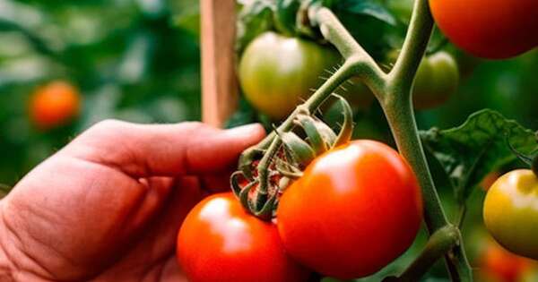 Diario HOY | Avanza con éxito plan piloto para la producción de tomate todo el año
