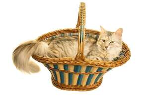 Por estas razones el gato Angora fue considerado un tesoro en la realeza turca - Mascotas - ABC Color