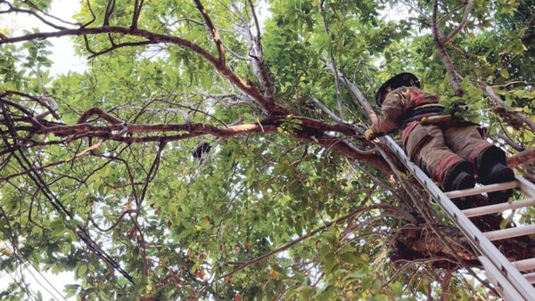 Gato quedó dos días en un árbol y fue rescatado por bomberos