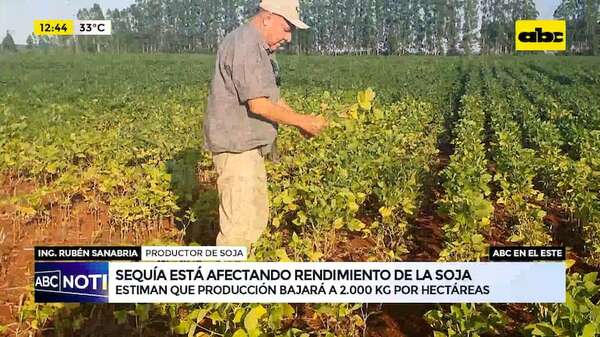 Sojeros y hortigranjeros sufren de la sequía en Alto Paraná: no llueve hace más de 20 días - ABC TV - ABC Color