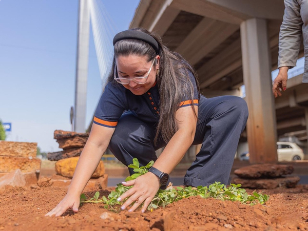 Se inicia trabajos de arborización y ornamentación de viaductos - La Clave