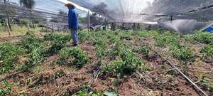 San Juan Bautista: productores afectados por temporal no recibieron asistencia - Nacionales - ABC Color