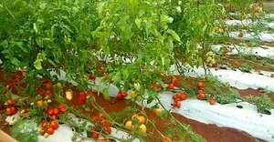 MAG apuesta a un plan piloto para sostener la producción de tomate, mientras crecen reclamos por contrabando - Economía - ABC Color