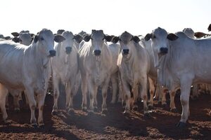 El 2024 fue de “fuertes oscilaciones” en los precios del boi gordo en Brasil