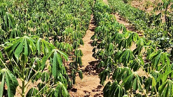 Pese a falta de lluvias, se mantiene proyección para producción agrícola