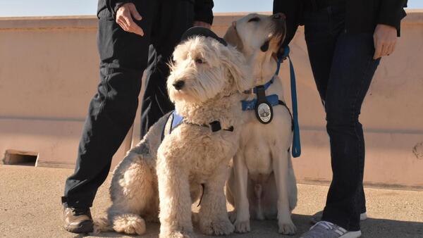 Perros de apoyo emocional ayudan a bomberos que combaten el fuego en California