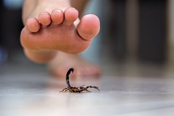 Alacranes hacen su aparición en época de altas temperaturas, advierte infectóloga
