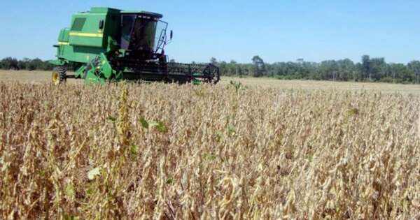 Diario HOY | Falta de lluvias pone en riesgo los cultivos en el norte del país
