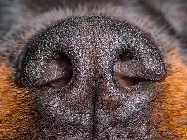 ¿El hocico seco en perros es señal de enfermedad? - Mascotas - ABC Color