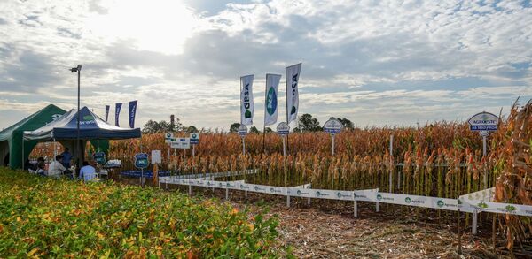 La Cooperativa Pirapó impulsó variedades más productivas en su Día de Campo