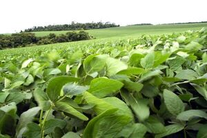 Hay preocupación por perspectivas de menor rendimiento en el campo