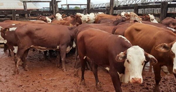 Alerta sanitaria por casos de rabia bovina en el Nordeste de Itapúa
