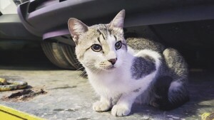 Enrique Michael: El Gato marinero que recorre mares