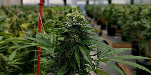 CÁMARA PROPONE UNA TRANSICIÓN CONTROLADA HACIA UN MERCADO LEGALIZADO DEL «CANNABIS PARA USO ADULTO» - Itapúa Noticias