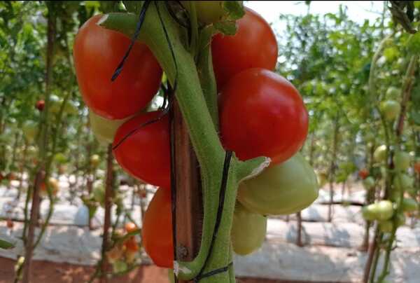 Impulsan producción de tomate en verano, con proyección de cosecha de 3 millones de kilos - MarketData