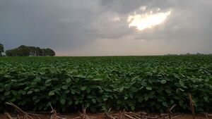 Un respiro para el campo: pronostican un calor menos intenso y buenas lluvias | Agronegocios | 5Días