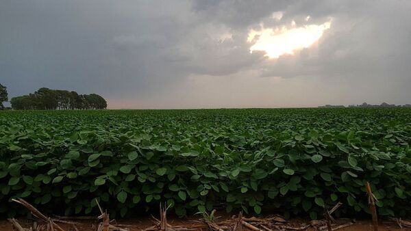 Un respiro para el campo: pronostican un calor menos intenso y buenas lluvias | Agronegocios | 5Días