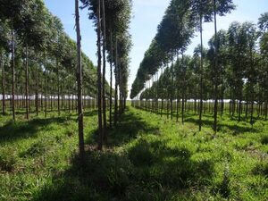 Desarrollo agrícola en el Chaco, ecuación para los corrales de engorde e integración forestal
