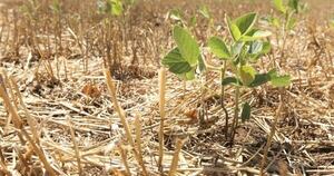 La Nación / La falta de lluvias en el campo golpea a pequeños productores