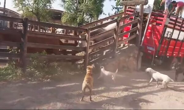 (Video) Maris Llorens salvó a 14 caballos y yeguas de ser picadillo